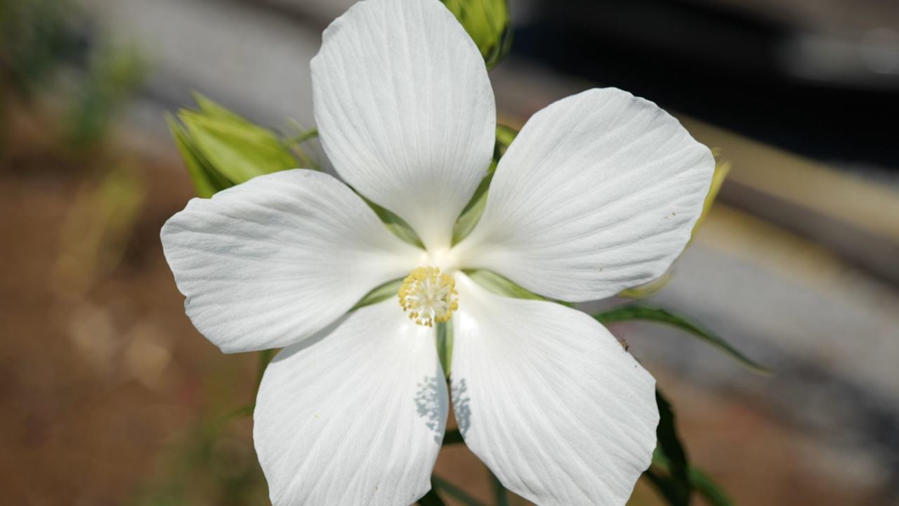 Get It Growing: Texas star hibiscus has very big flowers